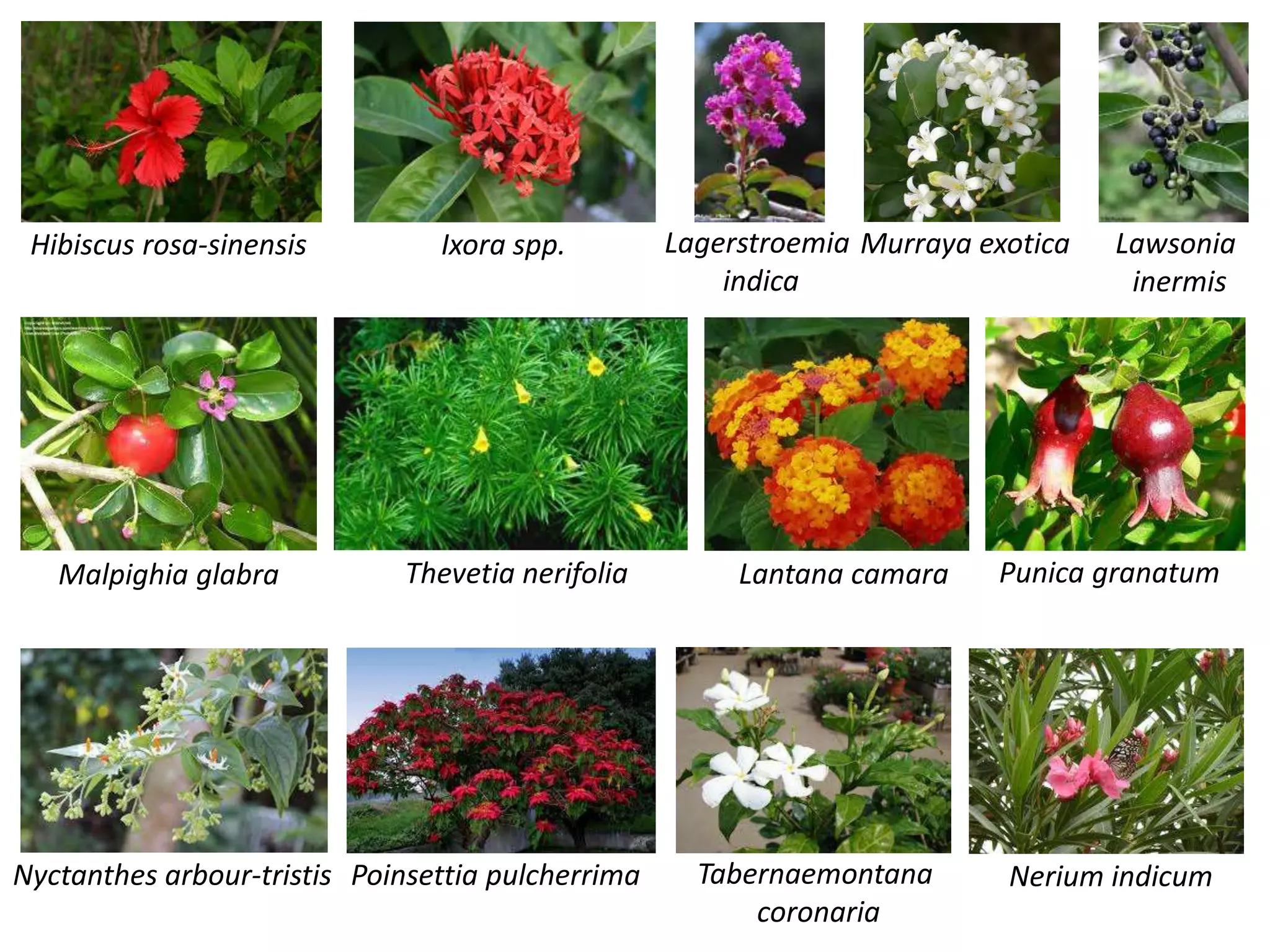 Hibiscus rosa-sinensis Ixora spp. Lagerstroemia
indica
Lantana camara
Lawsonia
inermis
Malpighia glabra
Murraya exotica
Nerium indicum
Nyctanthes arbour-tristis Poinsettia pulcherrima
Punica granatum
Tabernaemontana
coronaria
Thevetia nerifolia
 