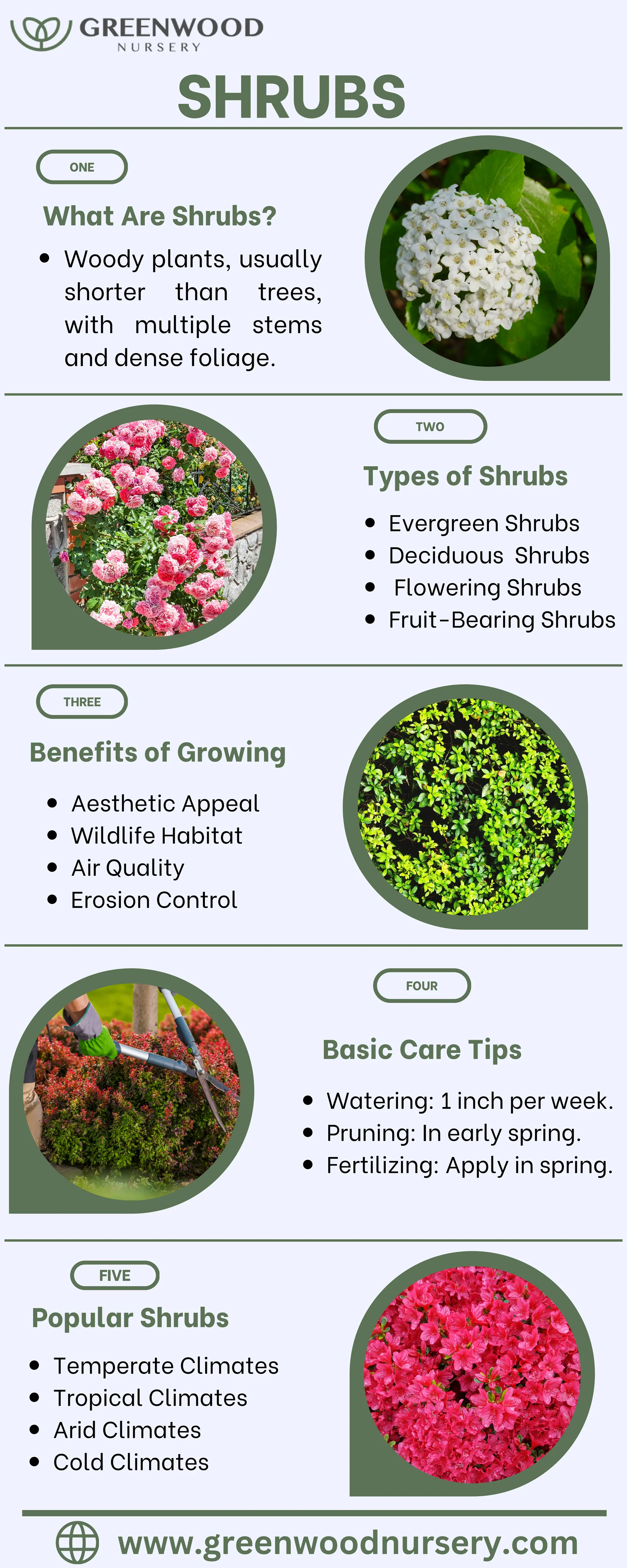 Enhance Your Garden’s Beauty with Shrubs | PDF