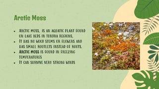 Arctic Moss
● Arctic moss, is an aquatic plant found
on lake beds in tundra regions.
● It has no wood stems or flowers and
has small rootlets instead of roots.
● Arctic moss is found in freezing
temperatures
● It can survive very strong winds
 
