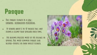 Pasque
● The pasque flower is a low-
growing, herbaceous perennial.
● It stands about 8 to 12 inches tall and
forms a clump that spreads over time.
● Its blooms precede most of its foliage in
spring. The most common pasque has
bluish-purple or dark violet flower.
 