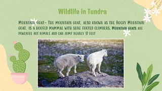 Wildlife in Tundra
Mountain Goat- The mountain goat, also known as the Rocky Mountain
goat, is a hoofed mammal with sure footed climbers. Mountain goats are
powerful but nimble and can jump nearly 12 feet
 