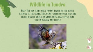 Kea- The kea is the only parrot living in the alpine
regions of the world. This olive-green colored bird has
bright orange under its wings and a gray upper beak
that is narrow and curved
Wildlife in Tundra
 