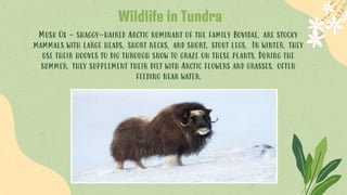 Musk Ox - shaggy-haired Arctic ruminant of the family Bovidae, are stocky
mammals with large heads, short necks, and short, stout legs. In winter, they
use their hooves to dig through snow to graze on these plants. During the
summer, they supplement their diet with Arctic flowers and grasses, often
feeding near water.
Wildlife in Tundra
 
