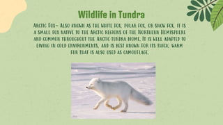 Wildlife in Tundra
Arctic Fox- Also known as the white fox, polar fox, or snow fox, it is
a small fox native to the Arctic regions of the Northern Hemisphere
and common throughout the Arctic tundra biome. It is well adapted to
living in cold environments, and is best known for its thick, warm
fur that is also used as camouflage.
 