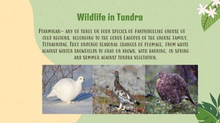 Ptarmigan- any of three or four species of partridgelike grouse of
cold regions, belonging to the genus Lagopus of the grouse family,
Tetraonidae. They undergo seasonal changes of plumage, from white
against winter snowfields to gray or brown, with barring, in spring
and summer against tundra vegetation.
Wildlife in Tundra
 