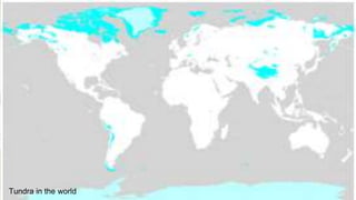 Tundra in the world
 