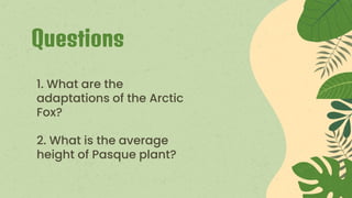 Questions
1. What are the
adaptations of the Arctic
Fox?
2. What is the average
height of Pasque plant?
 