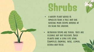 Shrubs
• a woody plant which is
smaller than a tree and has
several main stems arising at
or near the ground.
• Although stems are tough, they are
flexible but not delicate. Such
plants have a long life span.
Examples: Jasmine, rose, lemon,
henna and tulsi.
 
