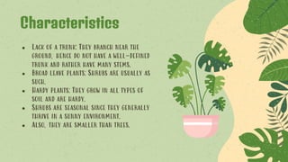 ● Lack of a trunk: They branch near the
ground, hence do not have a well-defined
trunk and rather have many stems.
● Broad leave plants: Shrubs are usually as
such.
● Hardy plants: They grow in all types of
soil and are hardy.
● Shrubs are seasonal since they generally
thrive in a sunny environment.
● Also, they are smaller than trees.
Characteristics
 