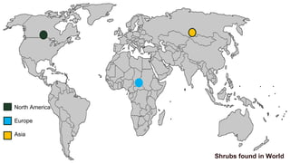 Shrubs found in World
North America
Europe
Asia
 