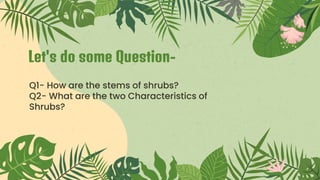 Let's do some Question-
Q1- How are the stems of shrubs?
Q2- What are the two Characteristics of
Shrubs?
 