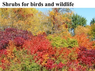 Shrubs for birds and wildlife
 