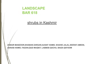 LANDSCAPE
BAR 618
shrubs in Kashmir
ZUBAIR MANZOOR,SHUBANI ZARGAR,AUSAF HAMID, SHAHID JALAL,SEERAT AMEEN,
ZAINAB HAMID, FAIZAN,QAZI MUQIET, LABBEB QACHU, BAIZA QAYOOM
 