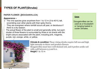 TYPES OF PLANT(Shrubs)
PAPER FLOWER (BOUGANVILLEA)
Appearance –
The vine species grow anywhere from 1 to 12 m (3 to 40 ft.) tall,
scrambling over other plants with their spiky thorns.
They are evergreen where rainfall occurs all year, or deciduous if
there is a dry season.
The actual flower of the plant is small and generally white, but each
cluster of three flowers is surrounded by three or six bracts with the
bright colours associated with the plant, including pink, magenta,
purple, red, orange, white, or yellow.
Uses
bougainvillea can be
used as a houseplant
or hanging basket in
cooler climates.
Climate & condition These vining shrubs require full sun and high
light intensity to thrive and produce flowers.
Bougainvillea must have well-drained soil, and it prefers acidic soil
with a pH between 5.5 and 6.0.
Height:1 to 12 m
 