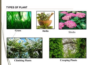 TYPES OF PLANT
Grass Herbs Shrubs
Climbing Plants Creeping Plants
 