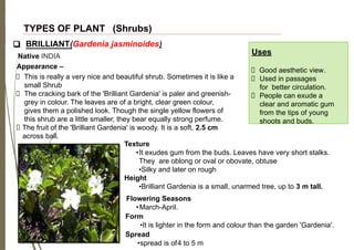 TYPES OF PLANT (Shrubs)
❑ BRILLIANT(Gardenia jasminoides)
Native INDIA
Appearance –
This is really a very nice and beautiful shrub. Sometimes it is like a
small Shrub
The cracking bark of the 'Brilliant Gardenia' is paler and greenish-
grey in colour. The leaves are of a bright, clear green colour,
gives them a polished look. Though the single yellow flowers of
this shrub are a little smaller, they bear equally strong perfume.
The fruit of the 'Brilliant Gardenia' is woody. It is a soft, 2.5 cm
across ball.
Texture
Uses
Good aesthetic view.
Used in passages
for better circulation.
People can exude a
clear and aromatic gum
from the tips of young
shoots and buds.
•It exudes gum from the buds. Leaves have very short stalks.
They are oblong or oval or obovate, obtuse
•Silky and later on rough
Height
•Brilliant Gardenia is a small, unarmed tree, up to 3 m tall.
Flowering Seasons
•March-April.
Form
•It is lighter in the form and colour than the garden 'Gardenia'.
Spread
•spread is of4 to 5 m
 
