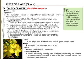 TYPES OF PLANT (Shrubs)
Native : - India
❑ GOLDEN CHAMPAK (Magnolia champaca) Uses
The wood is quite
hard and has an
attractive grain of
red-brown colour.
However, as it has
a tendency to
warp, people do
not use it widely.
Appearance :-
The bright yellow coloured and fragrant flowers appear during the time when
the leaves are new.
The maroon coloured fruit of the 'Golden Champak' develops when
the petals fall down.
The stems are dark brown. The flowers of this shrub appear in clusters.
The clusters remain on some stems that are about 2.5 cm in length.
The fruits of the shrub are about 5 cm in length. In the beginning, they
are green in colour. When they become matured, they turn to
maroon and black. The fruits normally develop singly or sometimes in
clusters where they remain up to ten in number,
The leaves are generally long and pointed with some wavy and finely
notched edges.
Form
•It is a fragile plant that bears soft, circular, green colored stems.
Height
•The height of the plan goes upto 2 to 3 m
Spread
•It has a spread of about 1.5m to 2m
Flowering Seasons
•This is a non-woody climbing plant that dyes down during the summer.
The fleshy underground stem or root of the plant remains inactive until
the following Rainy season.
 