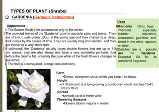 TYPES OF PLANT (Shrubs)
❑ GARDENIA (Gardenia jasminoides)
Form
•Dense, evergreen shrub when you keep it in shape.
Height
•G. ‘Radicans' is a low-growing groundcover which reaches 15-45
cm (6-18 in)
Spread
•spreads up to a meter wide
Flowering Seasons
•Flowers bloom majorly in winter.
The flowers finish their appearance only in the winter.
The crowded leaves of the 'Gardenia' grow in opposite pairs and twists. They
are of a rich, pale green colour at the young age and they change to a deep,
dark colour by the course of time. They are usually long and slender and they
get thinner to a very short stalk.
If cultivated, the 'Gardenia' usually bears double flowers that are up to 7.5
cm. across, they are also showy and have a very wonderful perfume. Just
before the blooms fall, unluckily the pure white of the fresh flowers changes to
dull ochre.
The fruit is a corrugated, orange coloured berry.
Appearance – Oil to treat
especially
infections;
jaundice; and
blood in the urine, sputum,
or stool.
Candles are a popular
use for Gardenia
Essential Oil for its
wonderful fragrance.
Uses
Gardenia
infections,
bladder
abscesses;
 
