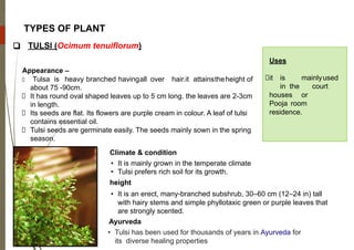 TYPES OF PLANT
❑ TULSI (Ocimum tenuiflorum)
Appearance –
Tulsa is heavy branched havingall over hair.it attainstheheight of
about 75 -90cm.
It has round oval shaped leaves up to 5 cm long. the leaves are 2-3cm
in length.
Its seeds are flat. Its flowers are purple cream in colour. A leaf of tulsi
contains essential oil.
Tulsi seeds are germinate easily. The seeds mainly sown in the spring
season.
Uses
it is mainlyused
in the court
houses or
Pooja room
residence.
Climate & condition
• It is mainly grown in the temperate climate
• Tulsi prefers rich soil for its growth.
height
• It is an erect, many-branched subshrub, 30–60 cm (12–24 in) tall
with hairy stems and simple phyllotaxic green or purple leaves that
are strongly scented.
Ayurveda
• Tulsi has been used for thousands of years in Ayurveda for
its diverse healing properties
 