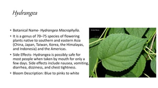 Hydrangea Effects Shrubs for Landscaping | PPTX