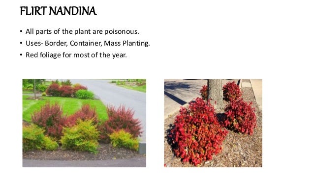Shrubs For Landscaping