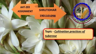 Topic - Cultivation practices of
tuberose
 