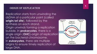 DNA replication in eukaryotes 2010125120.pptx