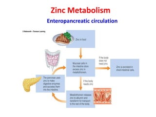 Zinc Metabolism
Enteropancreatic circulation
 