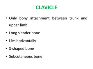 CLAVICLE
• Only bony attachment between trunk and
upper limb
• Long slender bone
• Lies horizontally
• S-shaped bone
• Subcutaneous bone
 