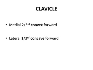 CLAVICLE
• Medial 2/3rd convex forward
• Lateral 1/3rd concave forward
 