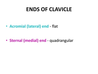 ENDS OF CLAVICLE
• Acromial (lateral) end - flat
• Sternal (medial) end - quadrangular
 