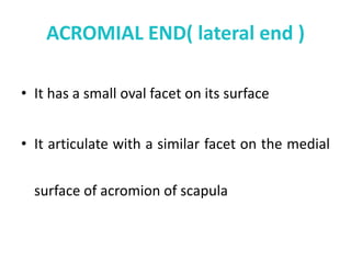 ACROMIAL END( lateral end )
• It has a small oval facet on its surface
• It articulate with a similar facet on the medial
surface of acromion of scapula
 