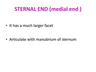 STERNAL END (medial end )
• It has a much larger facet
• Articulate with manubrium of sternum
 