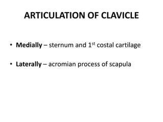 ARTICULATION OF CLAVICLE
• Medially – sternum and 1st costal cartilage
• Laterally – acromian process of scapula
 