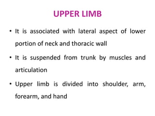 UPPER LIMB
• It is associated with lateral aspect of lower
portion of neck and thoracic wall
• It is suspended from trunk by muscles and
articulation
• Upper limb is divided into shoulder, arm,
forearm, and hand
 
