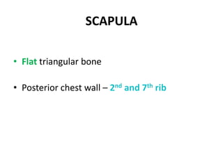 SCAPULA
• Flat triangular bone
• Posterior chest wall – 2nd and 7th rib
 