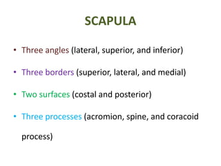 SCAPULA
• Three angles (lateral, superior, and inferior)
• Three borders (superior, lateral, and medial)
• Two surfaces (costal and posterior)
• Three processes (acromion, spine, and coracoid
process)
 