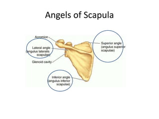 Angels of Scapula
 