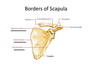 Borders of Scapula
 