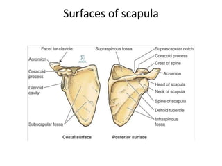 Surfaces of scapula
 