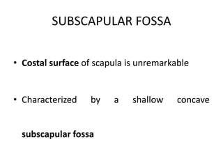 SUBSCAPULAR FOSSA
• Costal surface of scapula is unremarkable
• Characterized by a shallow concave
subscapular fossa
 