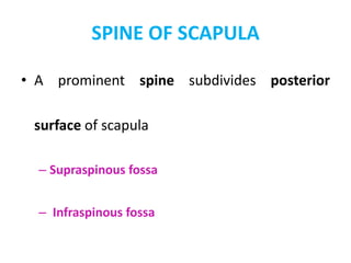 SPINE OF SCAPULA
• A prominent spine subdivides posterior
surface of scapula
– Supraspinous fossa
– Infraspinous fossa
 