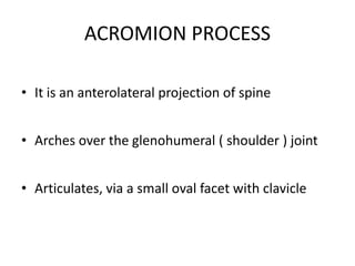 ACROMION PROCESS
• It is an anterolateral projection of spine
• Arches over the glenohumeral ( shoulder ) joint
• Articulates, via a small oval facet with clavicle
 