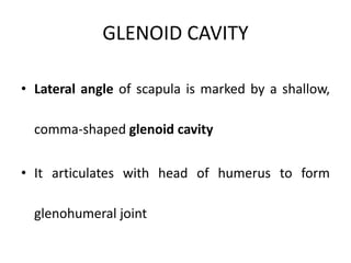 GLENOID CAVITY
• Lateral angle of scapula is marked by a shallow,
comma-shaped glenoid cavity
• It articulates with head of humerus to form
glenohumeral joint
 