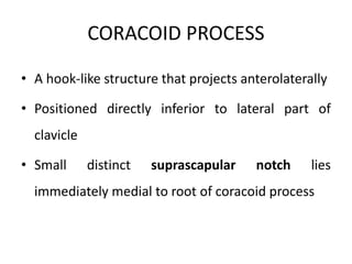 CORACOID PROCESS
• A hook-like structure that projects anterolaterally
• Positioned directly inferior to lateral part of
clavicle
• Small distinct suprascapular notch lies
immediately medial to root of coracoid process
 