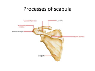 Processes of scapula
 