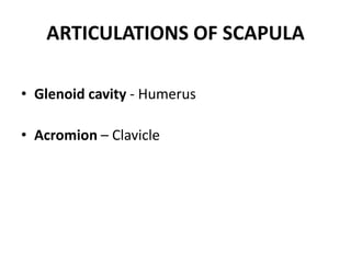 ARTICULATIONS OF SCAPULA
• Glenoid cavity - Humerus
• Acromion – Clavicle
 