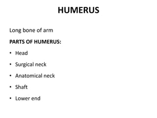 HUMERUS
Long bone of arm
PARTS OF HUMERUS:
• Head
• Surgical neck
• Anatomical neck
• Shaft
• Lower end
 