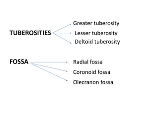 Greater tuberosity
TUBEROSITIES Lesser tuberosity
Deltoid tuberosity
FOSSA Radial fossa
Coronoid fossa
Olecranon fossa
 