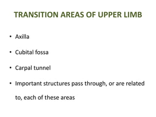 TRANSITION AREAS OF UPPER LIMB
• Axilla
• Cubital fossa
• Carpal tunnel
• Important structures pass through, or are related
to, each of these areas
 